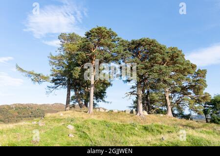 Craigh na Dun - lieu de tournage Outlander - Dunalastair Estate, Kinloch Rannoch, Perthshire, Écosse, Royaume-Uni Banque D'Images
