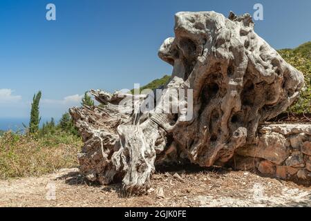 Paysage rural avec un énorme arbre d'olive mort racines un jour ensoleillé. Zakynthos, Grèce Banque D'Images