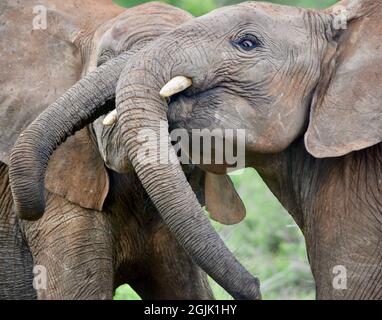 Deux jeunes éléphants mâles (Loxonda africana) testent leur force par des combats de jeu. Parc national de Tsavo East, Kenya. Banque D'Images
