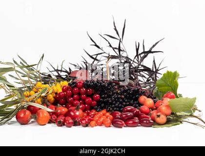 Récolte d'automne argousier, viburnum, sureau, cornouiller, frêne de montagne, rose sauvage, goji, aubépine. Renforcer l'immunité. Banque D'Images