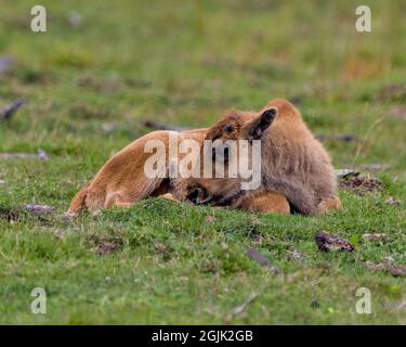 Bébé Bison reposant sur l'herbe dans le champ avec un arrière-plan flou dans son environnement et son habitat environnant. Buffalo photo. Banque D'Images