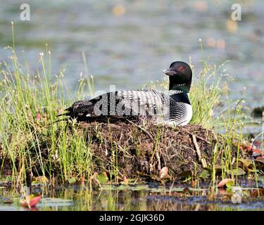 Le Loon commun avec un bébé de jour poussait sous ses ailes de plumes sur le nid protégeant et prenant soin du bébé dans son environnement et son habitat. Loon Banque D'Images