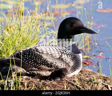 Le Loon commun avec un bébé de jour poussait sous ses ailes de plumes sur le nid protégeant et prenant soin du bébé dans son environnement et son habitat. Loon Banque D'Images