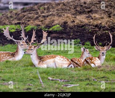 Cerf en gros plan se reposant dans le champ avec l'herbe flou fond dans leur environnement et son habitat environnant. Image de cerf de jachère. Banque D'Images