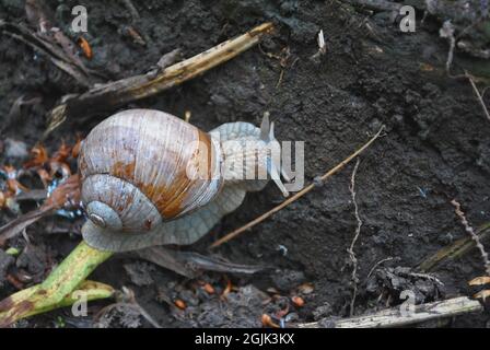 Grand escargot romain (Helix pomatia Linnaeus, escargot de Bourgogne, escargot comestible, escargot) rampant au sol, vue de dessus Banque D'Images