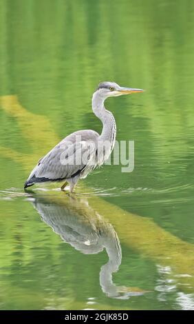 Héron gris, Ardea cinerea à Wasserpark, Vienne, Autriche, portrait vertical par jour d'été Banque D'Images