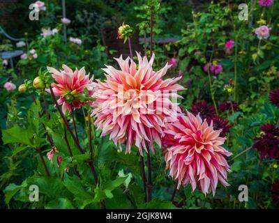 Dahlia 'Labyrinth' à Chenies Manor, Buckinghamshire. Détail d'une grande fleur décorative de dahlia dans le jardin en contrebas. Banque D'Images