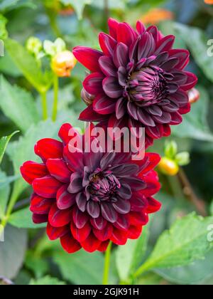 Dahlia 'Karma Choc', dans le jardin submergé de Chenies Manor, dans le Buckinghamshire ; une fleur décorative rouge foncé et presque noire. Banque D'Images