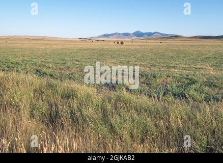 Balles rondes dans un champ avec les Sweet Grass Hills (ou Sweetgrass Hills) en arrière-plan Banque D'Images
