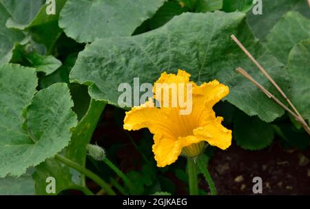 Fleur jaune sur la plante de courgette en croissance dans le jardin à la maison, Royaume-Uni Banque D'Images