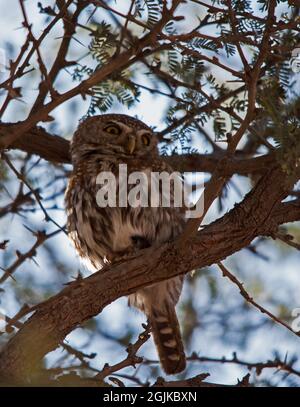 Owlet à pois nacrés Glaucidium perlatum 4807 Banque D'Images