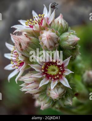 Sempervivum flower Banque D'Images