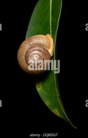 Gros plan de l'escargot terrestre ou terrestre - Brevard, Caroline du Nord, États-Unis Banque D'Images