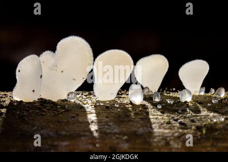 Champignon de gelée denté (Pseudohydnum gelatinosum) - Forêt nationale de Pisgah, près de Brevard, Caroline du Nord, États-Unis Banque D'Images