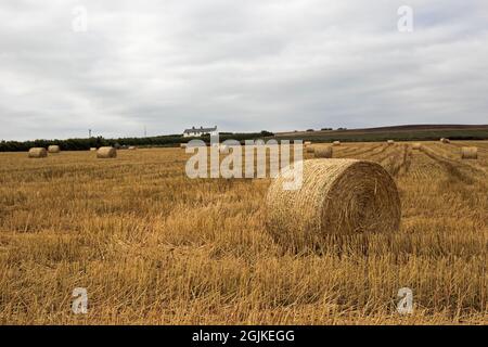 Cubert, Newquay, Cornouailles, Angleterre, 31 août 2021, Vue des balles de foin récoltées dans les champs de la ferme Cornish Banque D'Images