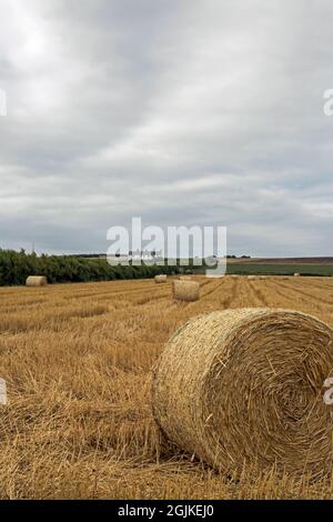 Cubert, Newquay, Cornouailles, Angleterre, 31 août 2021, Vue des balles de foin récoltées dans les champs de la ferme Cornish Banque D'Images