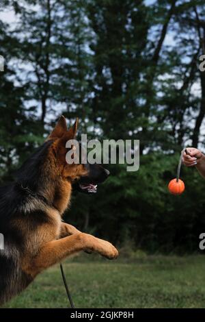 Le jeune chien pur-sang saute et tente de saisir la boule d'orange avec ses dents, que le propriétaire tient par la corde. Le chiot Berger allemand joue avec le ballon à l'extérieur Banque D'Images