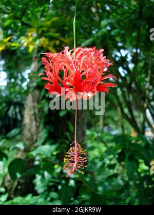 Fleur de rosemalle à franges (Hibiscus schizopetalus) Banque D'Images