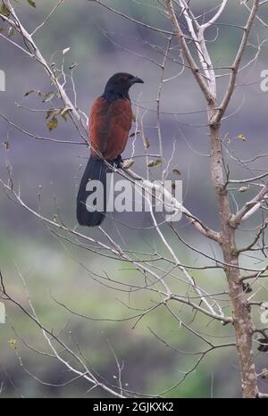 Grand Coucal (Centropus sinensis sinensis) adulte perché dans l'arbre Koshi Tappu, Népal Janvier Banque D'Images