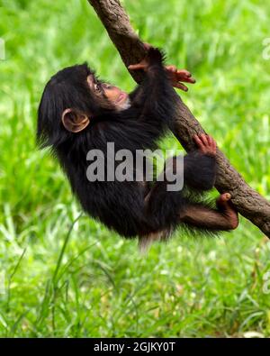 Mignon bébé chimpanzee escalade une vigne tout en jouant Banque D'Images