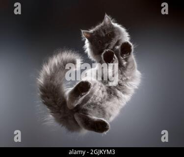 Adorable photo d'un chat gris à poil long et moelleux debout sur une table en verre, prise de dessous. Banque D'Images