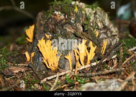 Ramaria largentii de champignons dans la forêt de corail Banque D'Images