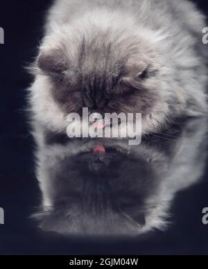 Un chat gris à poils longs et doux se laquant sur une surface réfléchissante en collant sa langue sur lui-même. Banque D'Images