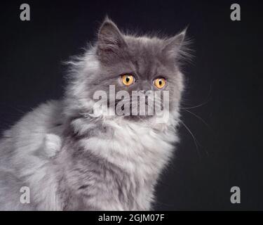 Joli portrait d'un chat gris à poils longs et moelleux Banque D'Images