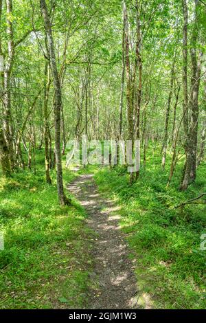 Great Trossachs Path et Rob Roy Way juste au nord de Callander, Stirling Scotland Banque D'Images