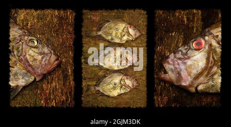 Un triptyque photographique d'art de john dorey poisson Banque D'Images