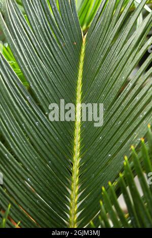 Gros plan des feuilles sur un palmier sago Banque D'Images