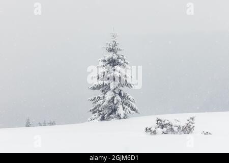 Un paysage extraordinaire avec un seul arbre enneigé en hiver un domaine. Scène minimaliste par temps nuageux et brumeux Banque D'Images