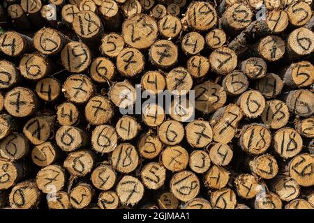 extrémités des troncs d'arbre coupées en abattage avec un diamètre manuscrit sur chacun Banque D'Images