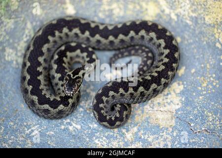 Adder ou Viper du Nord (Vipera berus). Jeune homme, dans une position inhabituellement exposée à la porte d'une maison rurale. Norfolk. Banque D'Images