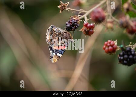 Papillon de l'amiral rouge (Vanessa atalanta). Ailes repliées, montrant la surface sous la paroi, l'alimentation, l'envers, le surépaissement, Jus d'un BlackBerry plus mûr Banque D'Images