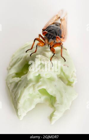 Creepy studio macro d'une couvée X cicada sur une petite sculpture de crâne. Banque D'Images