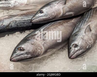 Poisson frais sur glace au Mercado de la Boqueria - Barcelone, Catalogne, Espagne Banque D'Images