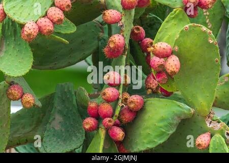 Oponce de l'est fruit Banque D'Images