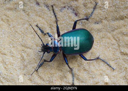 Coléoptère terrestre de la chenille de la forêt Hunter (Calosoma sycophanta) dans une parcelle de sable fin.L'espèce est originaire d'Europe. Banque D'Images