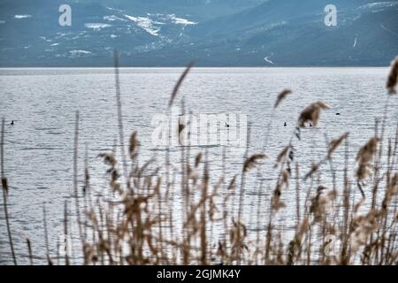 Le lac d'Uluaplat dans le Golyazi après les plantes séchées et la baignade des canards sur le lac avec un fond de montagne énorme. Banque D'Images