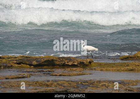 Petite aigrette de recherche de nourriture sur le bord de mer rocheux Banque D'Images