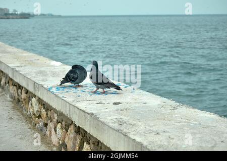 Groupes de colombes et de pigeons. Plumes grises et plumes colorées sur leur cou. Ils atterrissent sur un mur près du bord de mer et de la rive Banque D'Images