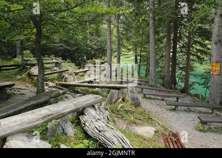 beaucoup de troncs d'arbre comme bancs dans la forêt Banque D'Images