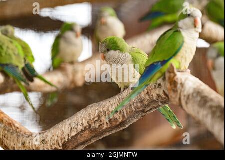 perroquet de monk dans les cages de zoo, oiseaux colorés et drôles, oiseaux amoureux de la chaleur. nouveau Banque D'Images