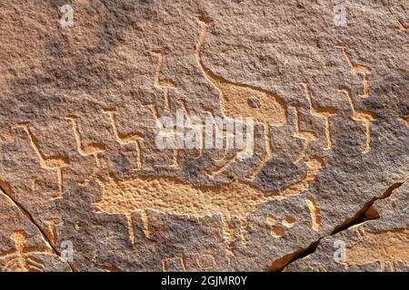 Images pétroglyphiques de l'autruche et du loup sur le rocher Graffiti (Qaryat al ASBA), Musayqirah, province de Riyad, Arabie Saoudite Banque D'Images