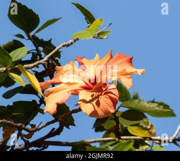 Fleur d'orange, cultivar Hibiscus rosa-sinensis, contre un ciel bleu clair Banque D'Images