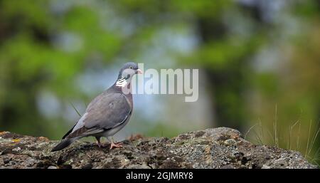 Pigeon en bois commun, Columba palumbus, debout sur la roche Banque D'Images