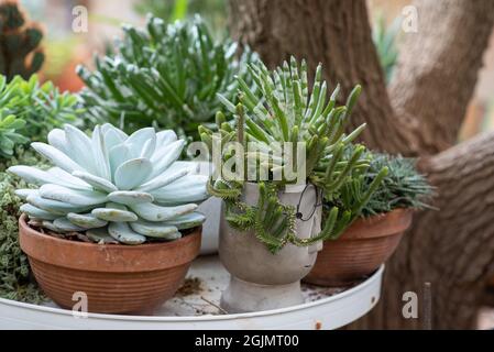 Echeveria elegans succulent. Evergreen vivace avec des rosettes de feuilles vert-bleu de Pale. Vue latérale de différents types de fleurs vertes, Echeveria, Sedum, plantes d'extérieur succulentes en pots. Banque D'Images