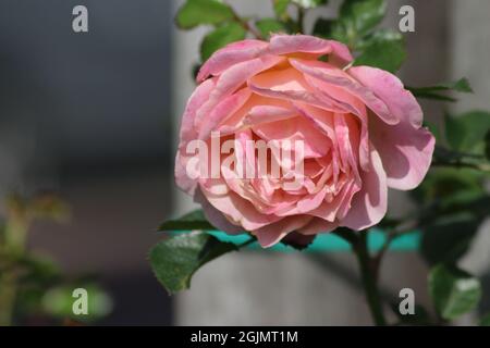 Guldemondplantsoen aux pays-Bas, grand rosarium à Boskoop avec un gros plan de l'espèce de rose Peach Melba Banque D'Images