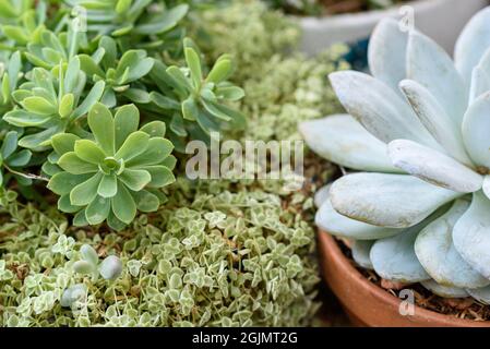 Top vue de différents types de fleurs vertes, Echeveria, Sedum, plantes d'extérieur succulentes en pots. Banque D'Images